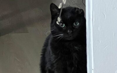 Francesca Rose aka Frankie White