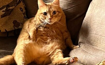 Puss ‘n Boots Perkins