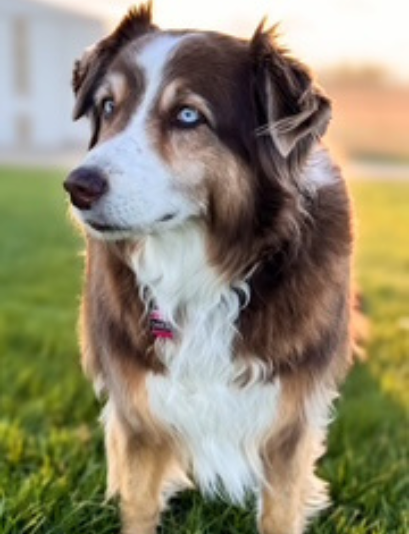 Millie