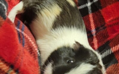 Bella