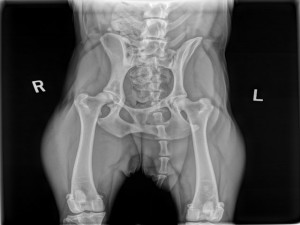 pelvis_slideshow